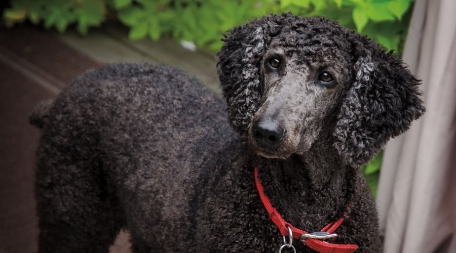 Standard Poodle With Black Coat