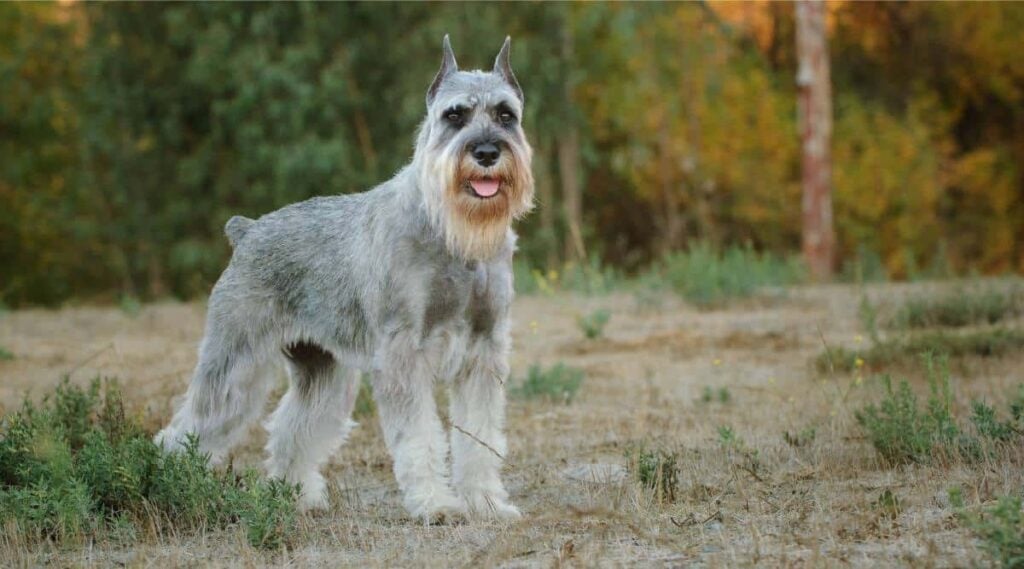 Standard Schnauzer Breed standing in meadow outside