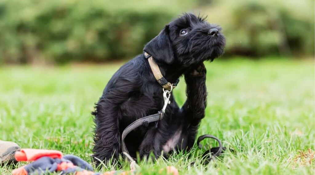 Standard Schnauzer Puppy itching ear sitting in the grass
