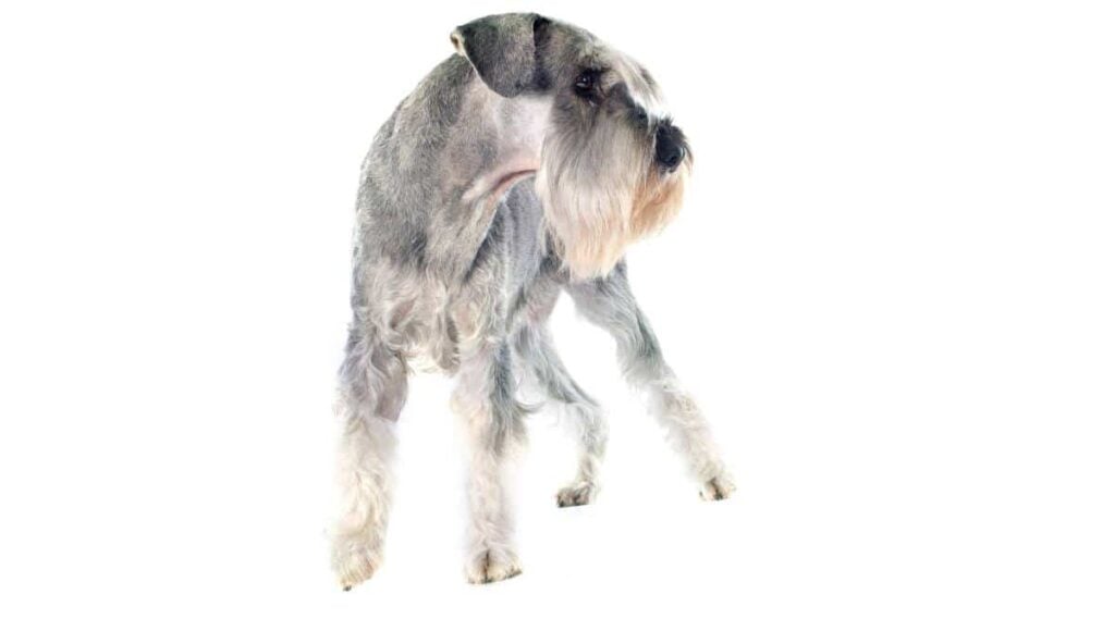 Silver Standard Schnauzer standing in front of white background