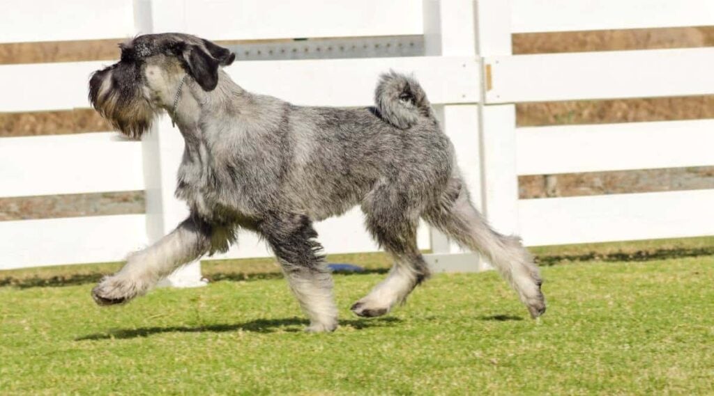 Standard Schnauzer running in grass with white picket fence