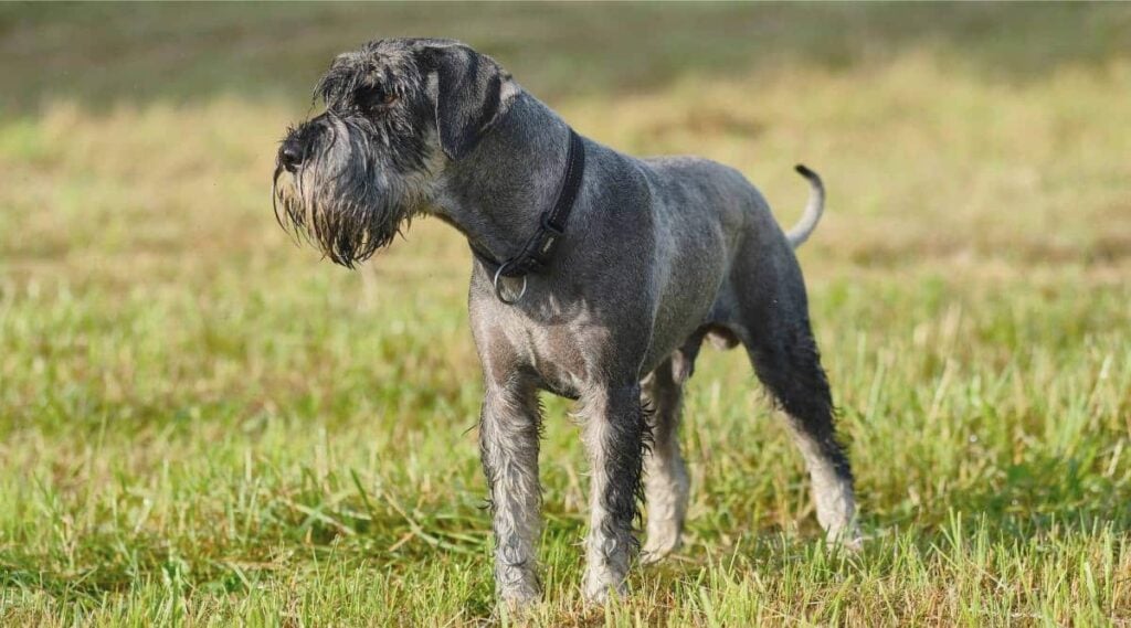 Standard Schnauzer wet standing in grass