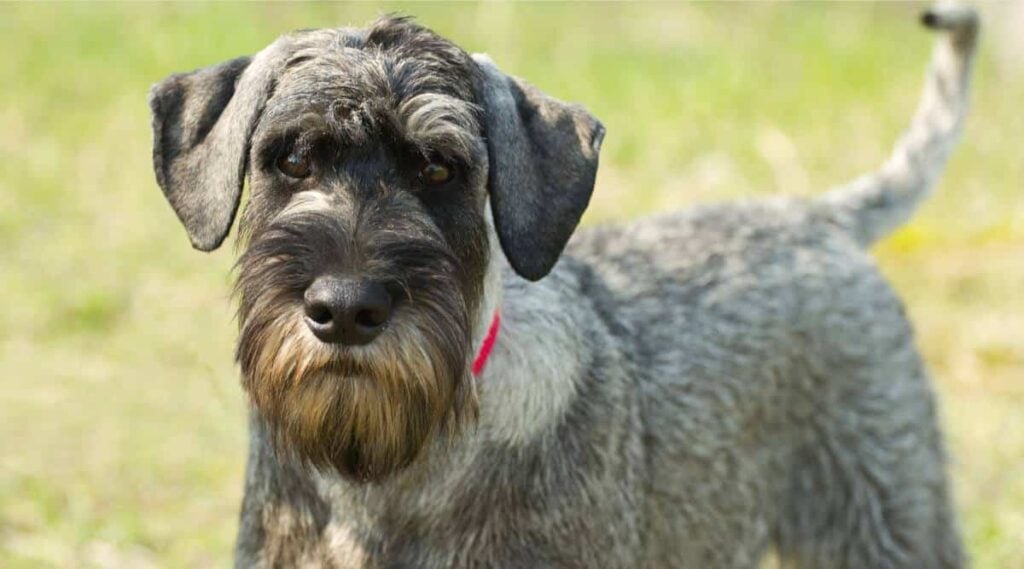 Standard Schnauzer face up close with grass behind