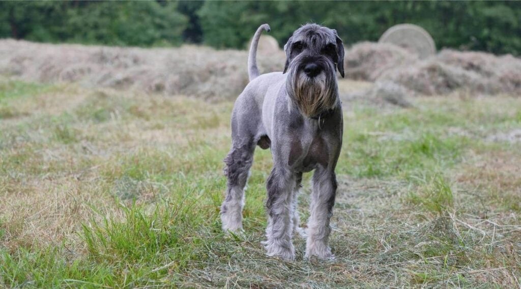 Standard Schnauzer standing in grass