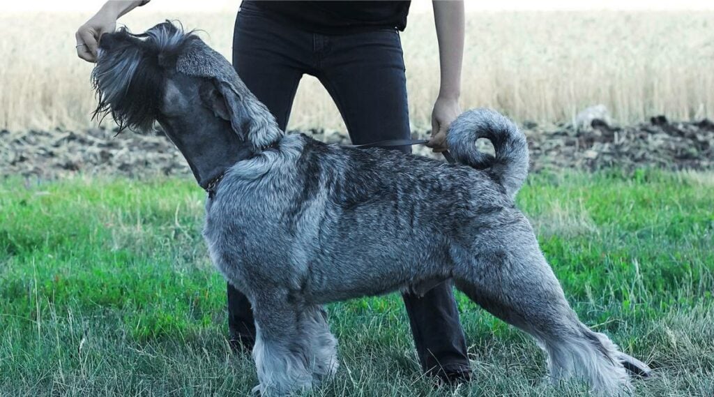 Standard Schnauzer eating treat out of hand of person standing behind them