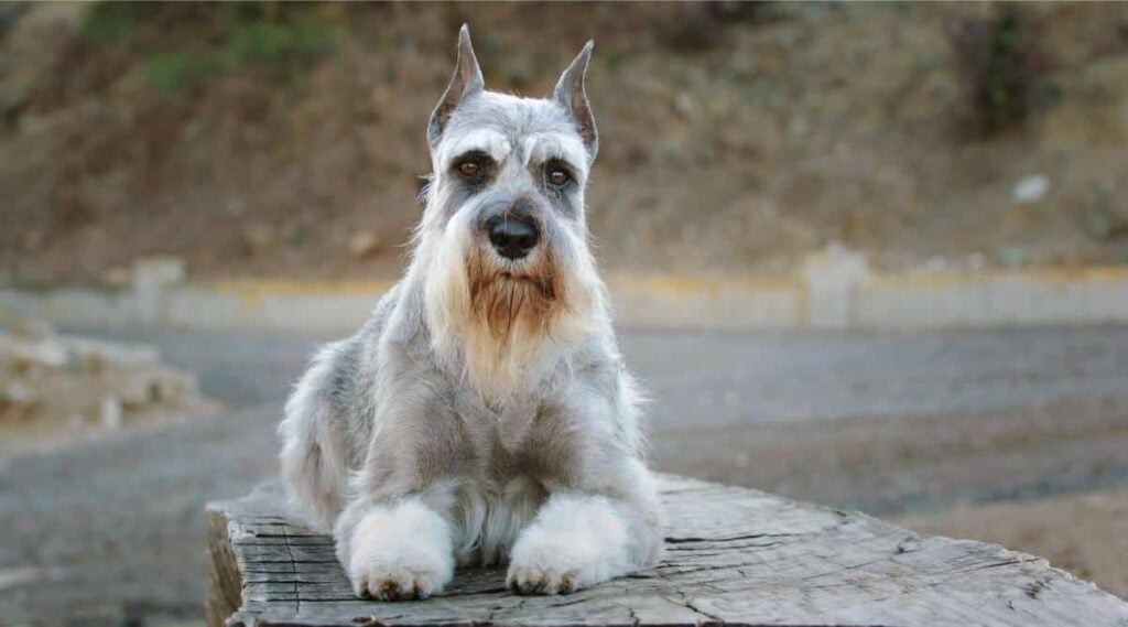 Standard Schnauzer Rescue sitting on dock