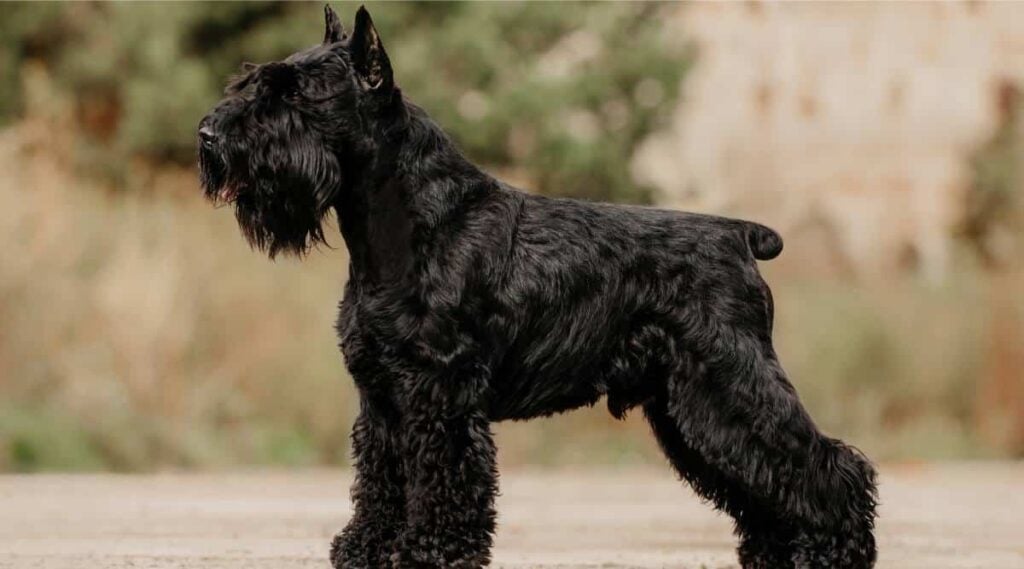 Black Standard Schnauzer standing outside