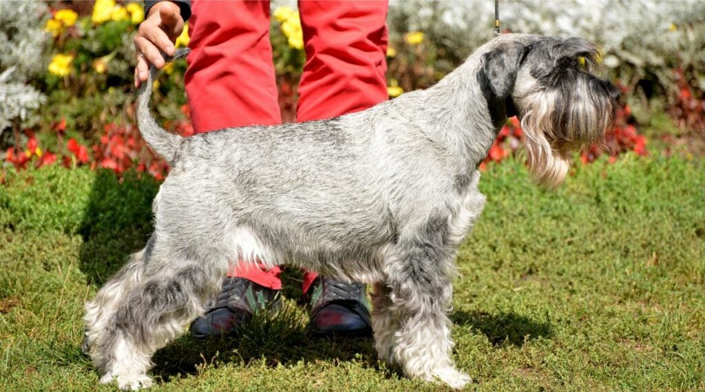 Standard Schnauzer Training with trainer standing behind them