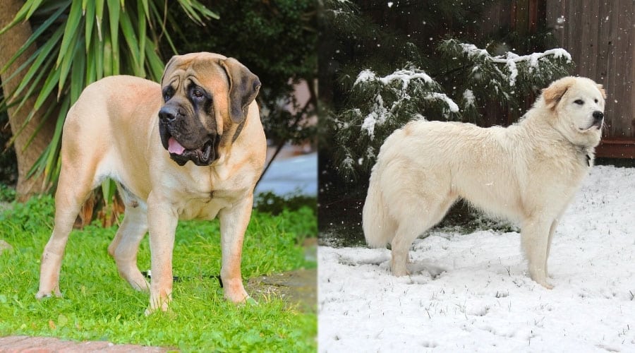 Standing Dogs Outdoors