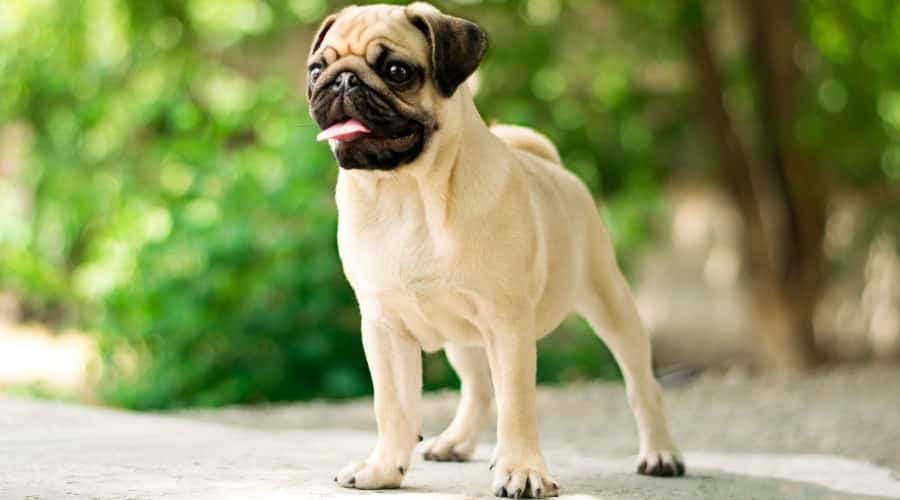 Standing Pug