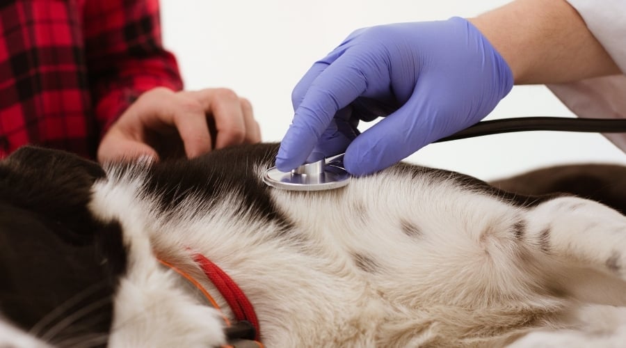 Stethoscope on Dog's Belly