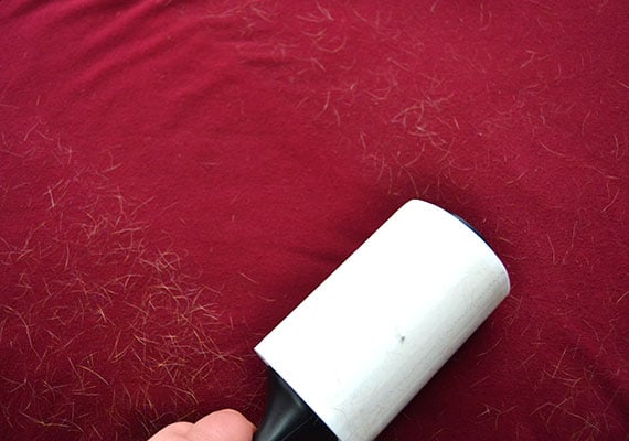 Sticky lint roller removing dog hair from red shirt