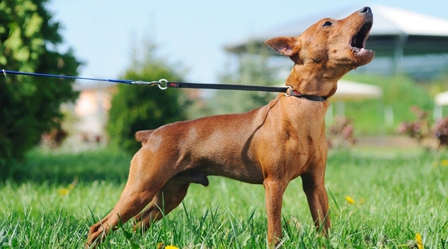 Brown dog barking on a leash.