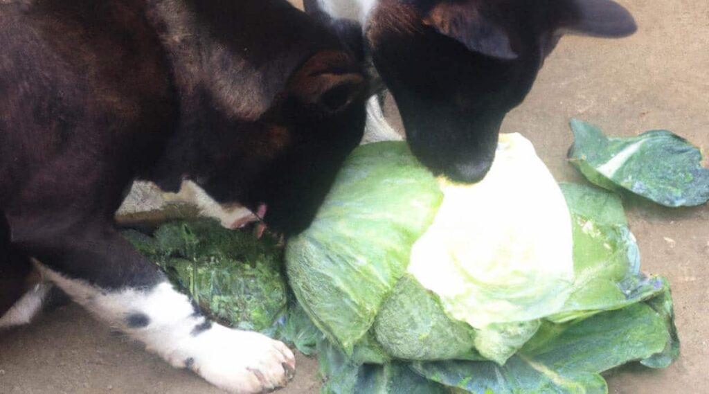 Stray dogs sniffing head of cabbage.