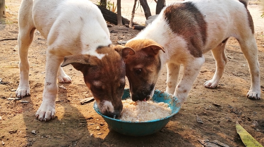 Street Dogs Eating a Large Bowl of White Grains