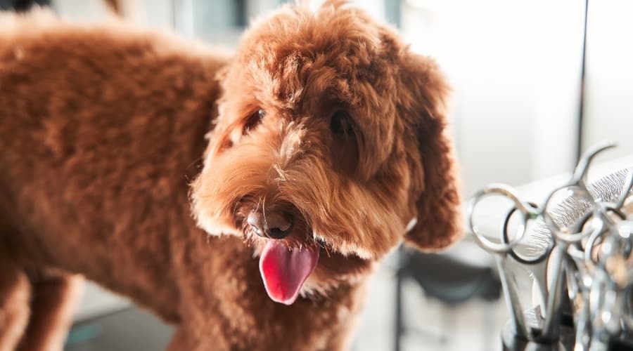 Labradoodle face up close.
