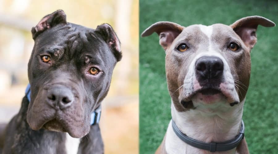 Strong Dogs Looking at Camera