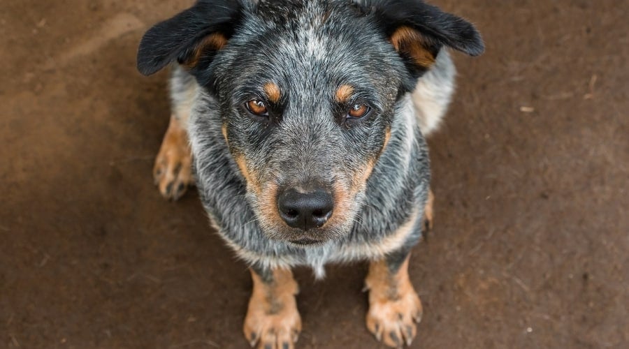 Stubborn Cattle Dog Sitting