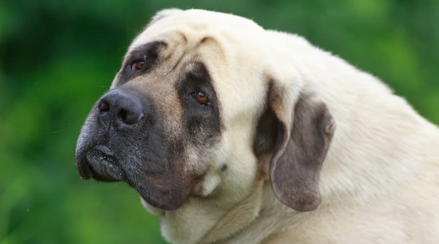 Stubborn Dog During Training
