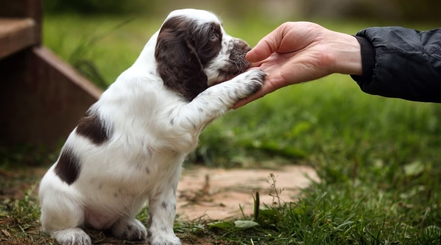 Submissive Dog with Owner