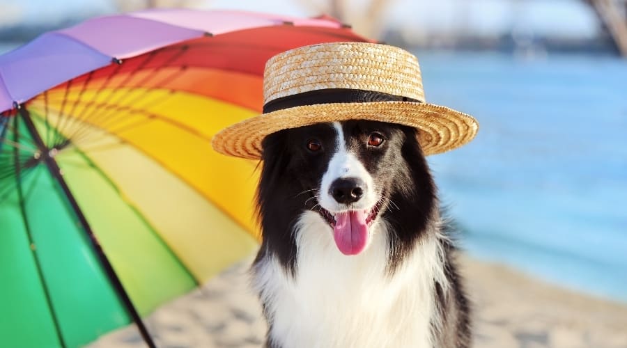 Border Collie Dog Looking at Water
