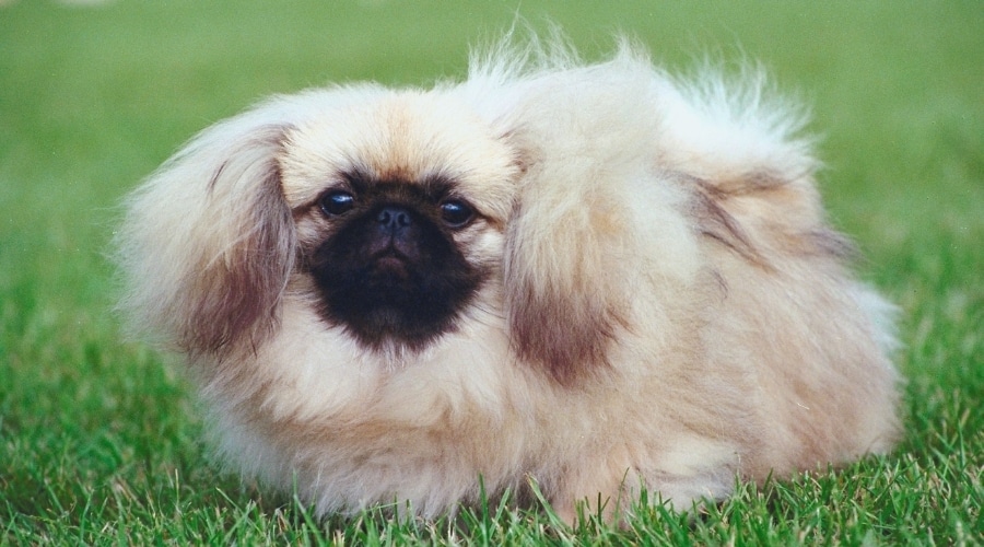 Super Fluffy Fawn Dog With Black Mask