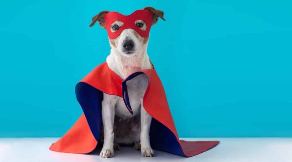 Dog in DIY super hero costume red cape and mask with blue background