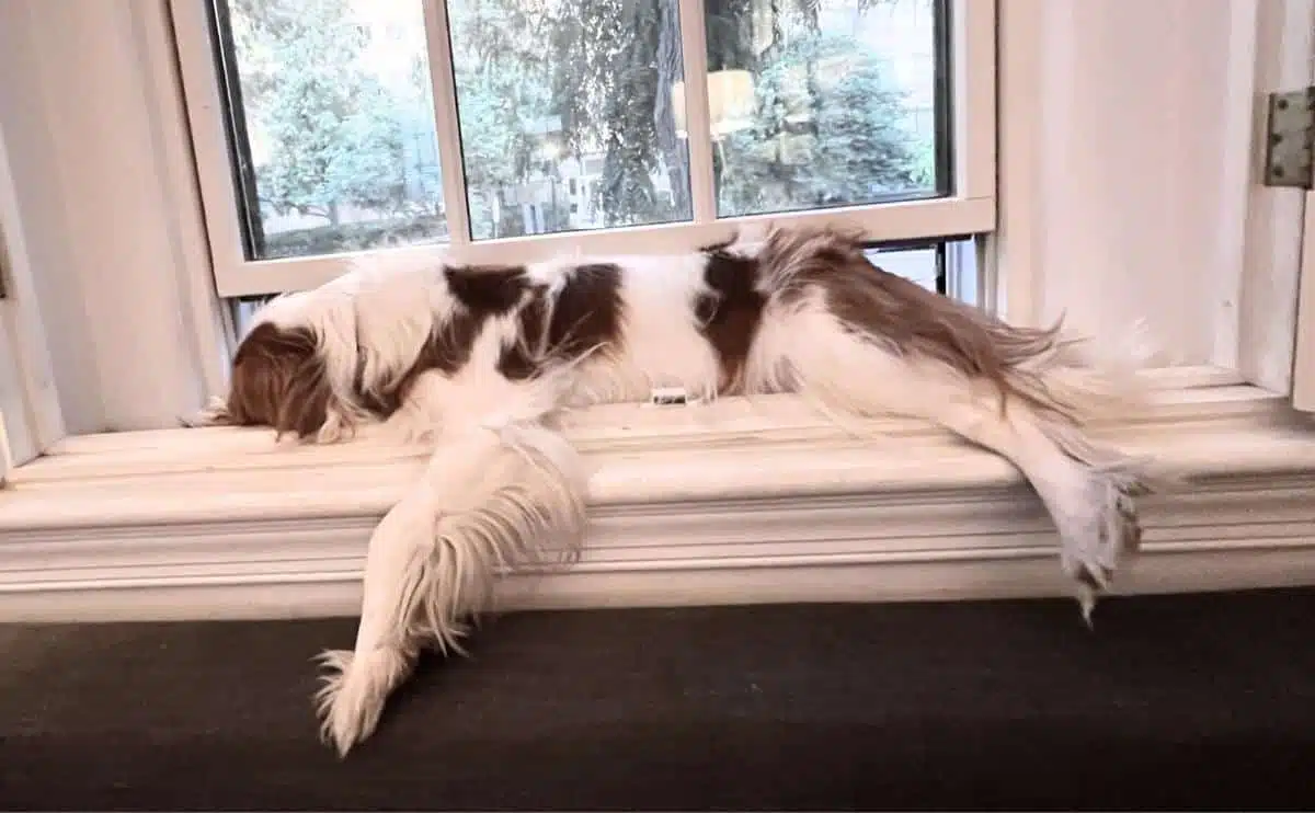 Superman Dog Sleep Position