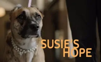 Dog on leash with pearls around neck (Caption: Susie's Hope)