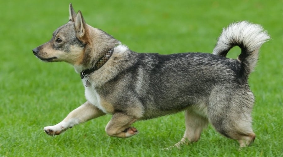 Swedish Vallhund Dog Breed running in the grass