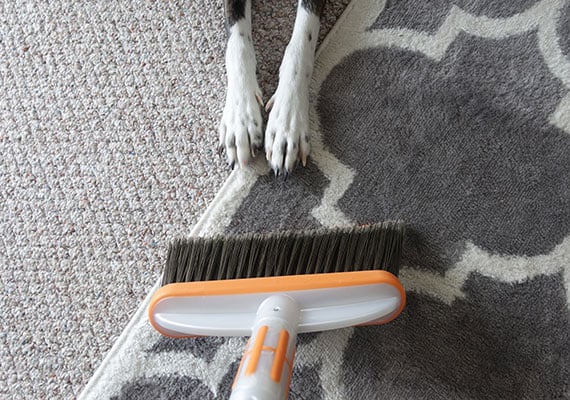 Sweeping rug with bissel pet hair broom with dog rubbing herself on carpet