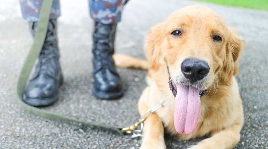 Golden Retriever next to military person in boots.
