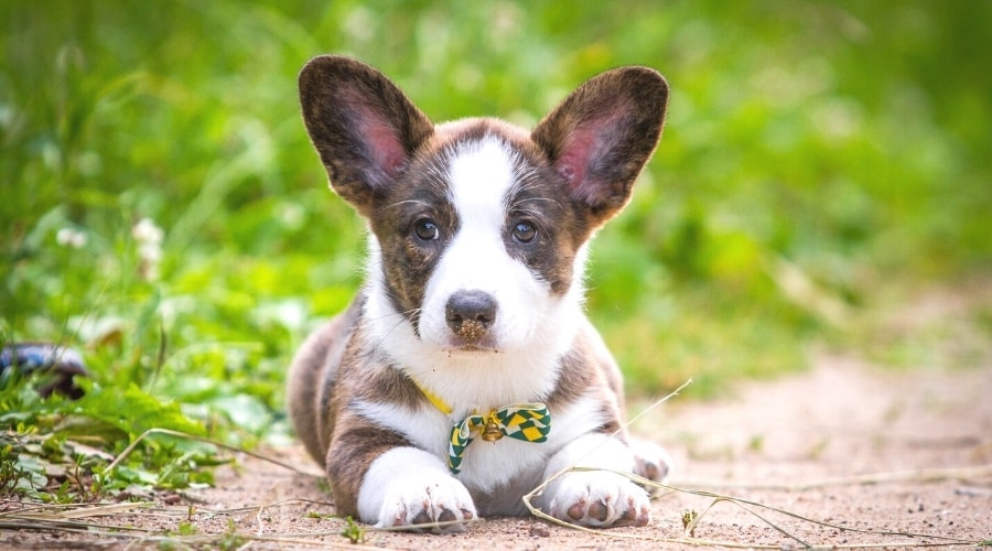 Sweet Puppy Wearing a Bowtie