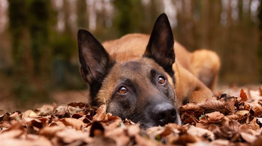 Sweet Shepherd Dog Laying in Leaves