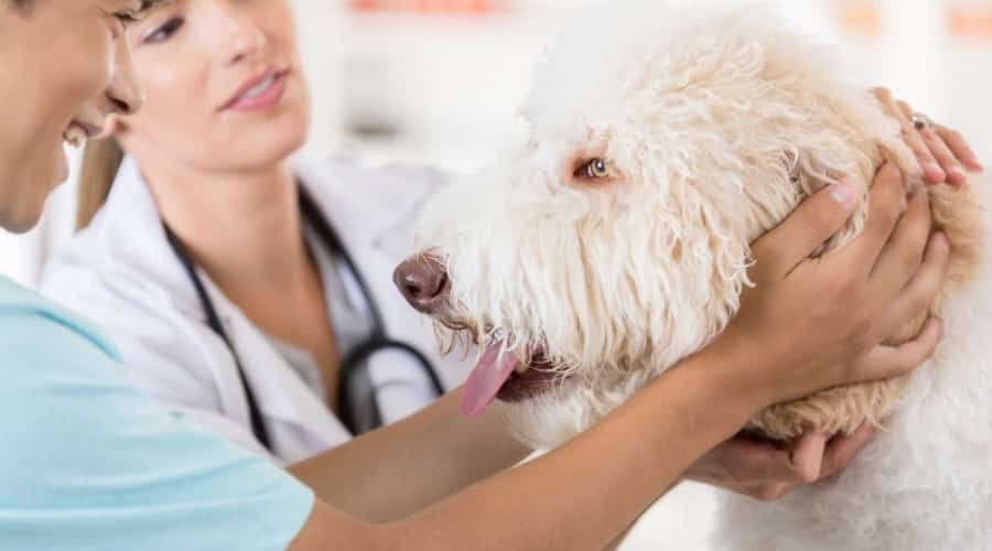 Sweet White Fluffy Dog at the Vet