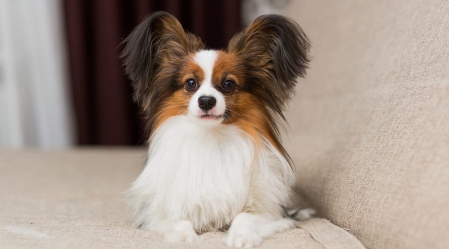 Sweet White and Brown Dg sitting on a Couch