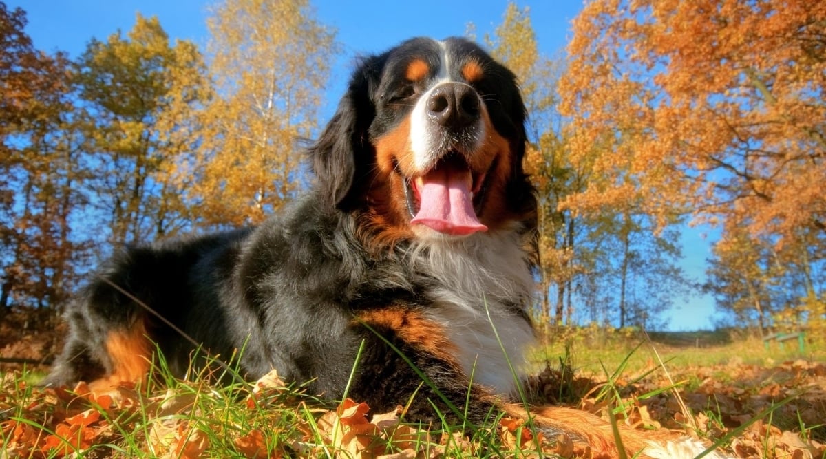 Swiss Bernese Mountain Dog