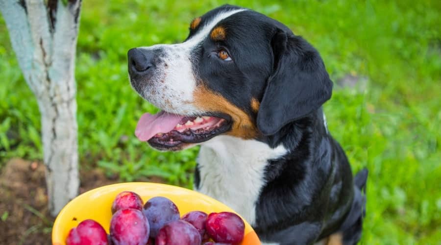 Swiss Dog With Bowl of Plums