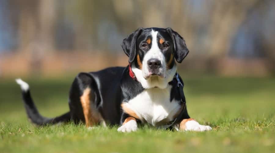 Swissy Laying Down in Grass
