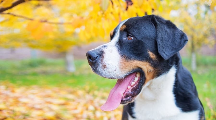 Swissy Outdoors During Autumn