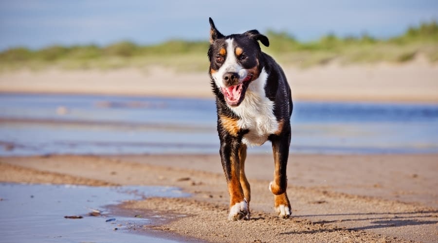 Swissy Running on Beach