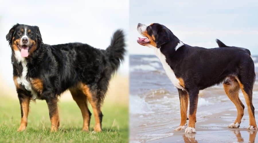 Swissy and Berner Needing Groomed