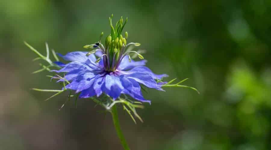 Tall Blue Flower