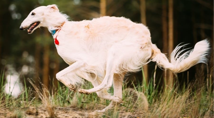 Tall Cream Long Hair Dog Running Fast in Forest