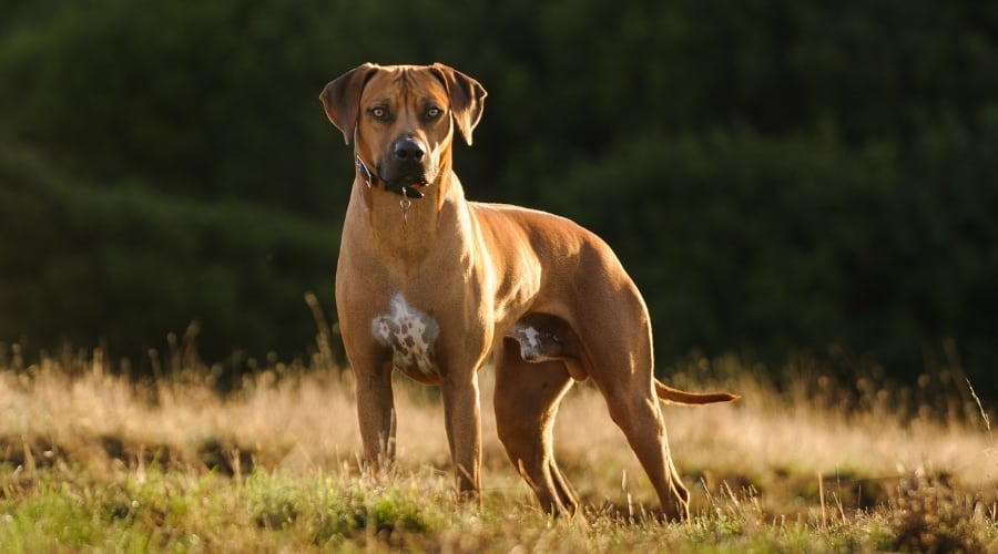 Tall Ridgeback Dog in Field