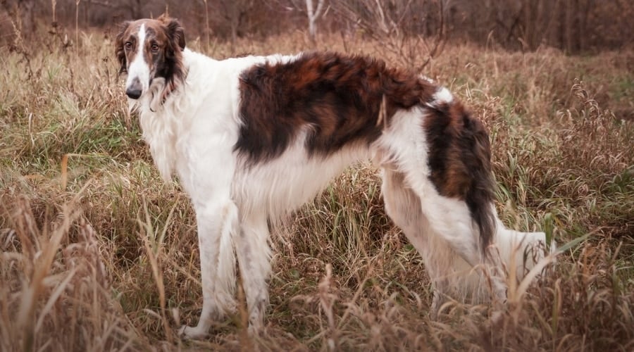Tall Skinny Brown and White Dog in Field