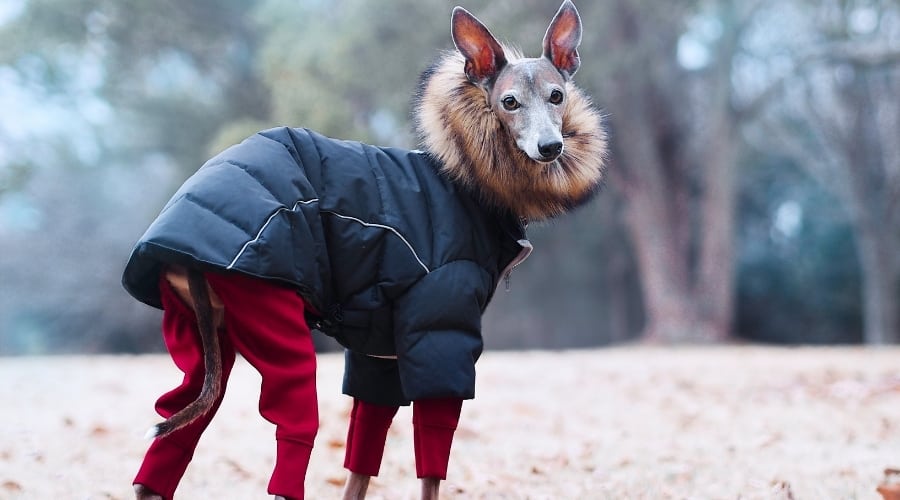 Tall Skinny Dog in Fluffy Jacket