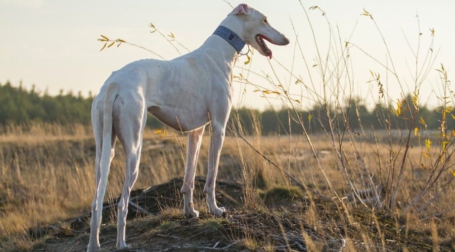 Tall Skinny White Dog Standing on a Rock in a Field