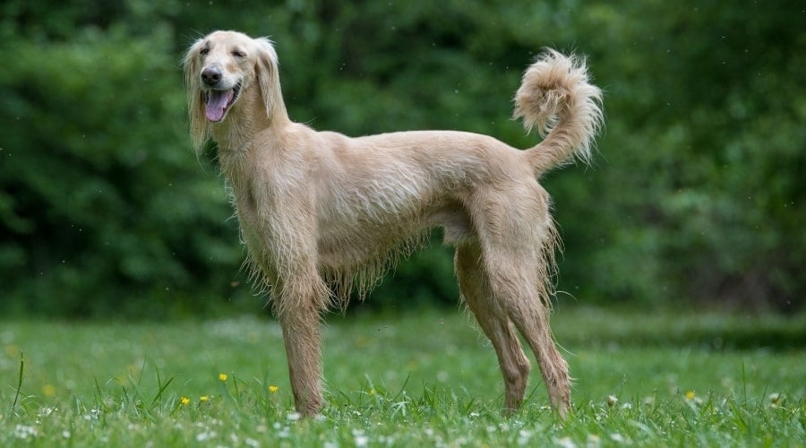 Tall Tan Dog with Long Ears and Curled Tail