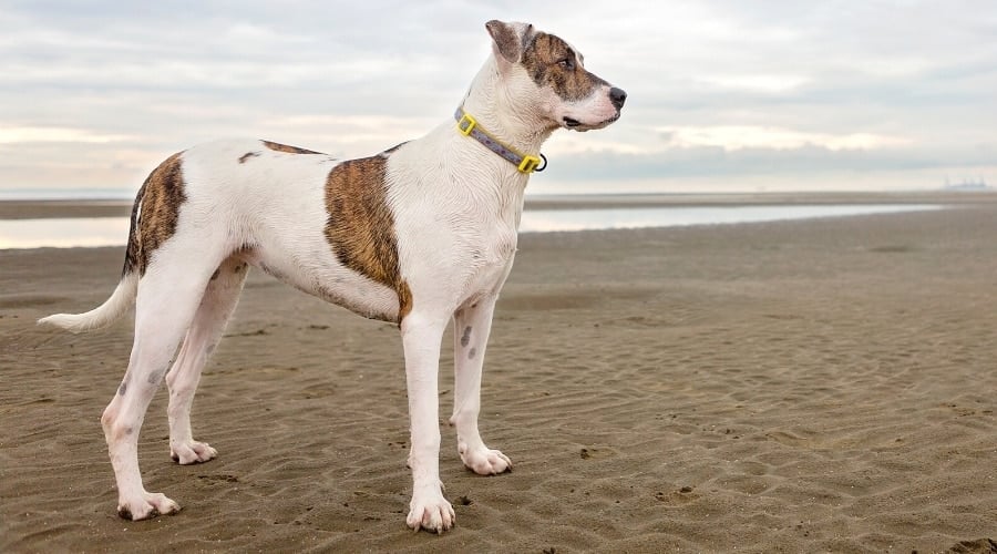 Tall White Dog with Brindle Spots at Beach